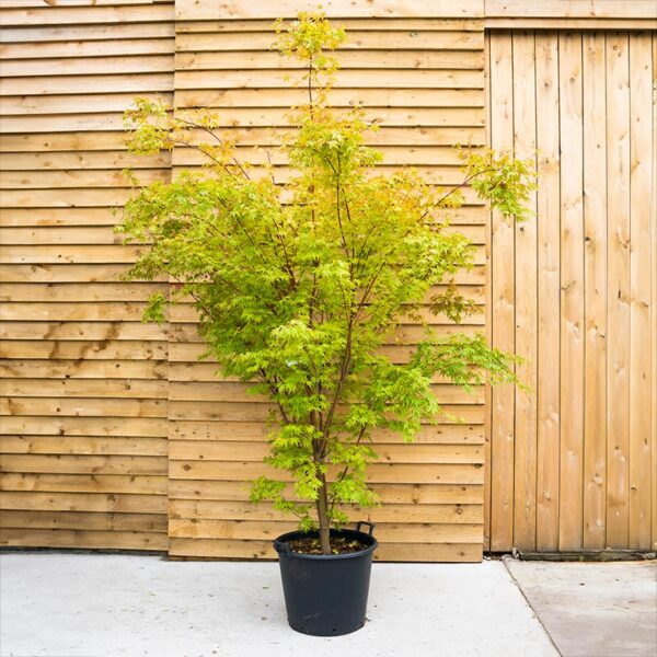 Acer Palmatum 'Orange Dream'