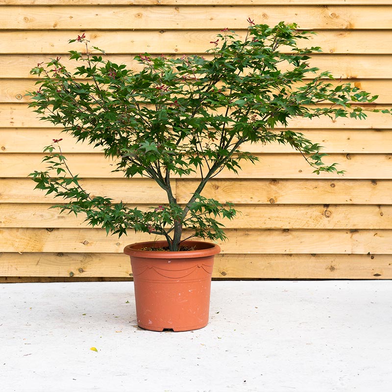 Acer Palmatum 'Osakazuki'