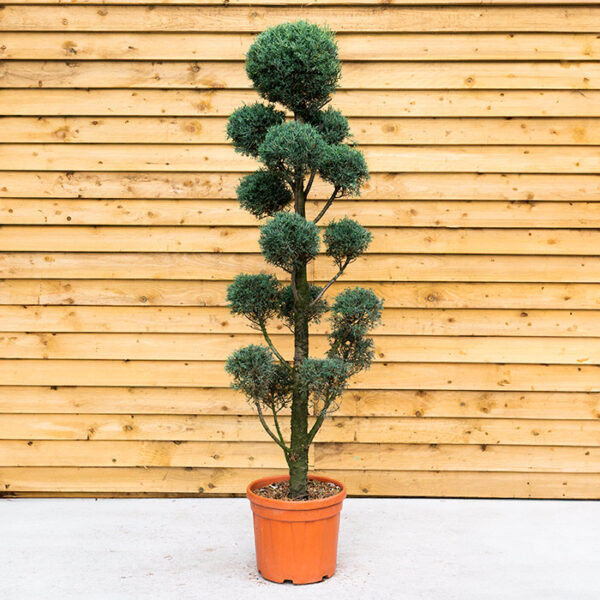 Blue Arizona Cloud Tree