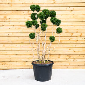 Buxus Cloud Tree