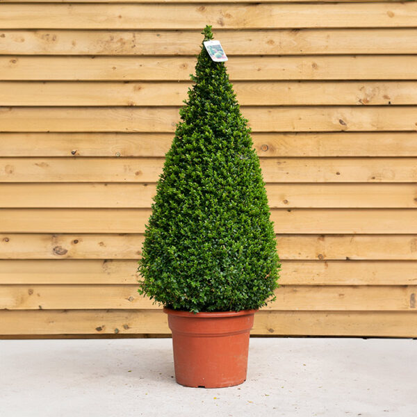 Buxus Cone