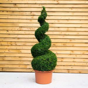 Buxus Spiral