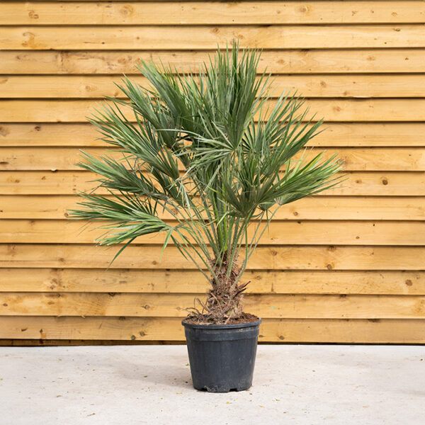 Chamaerops Humilis