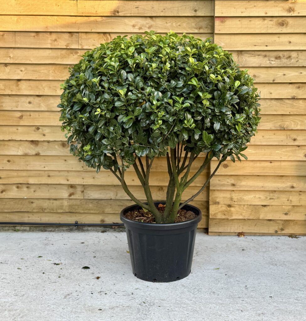 Multi-Stem Laurel (Prunus laurocerasus 'Rotundifolia')