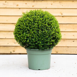 Ilex Crenata Luxus - Topiary Globe