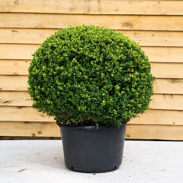 Ilex Crenata Luxus Ball