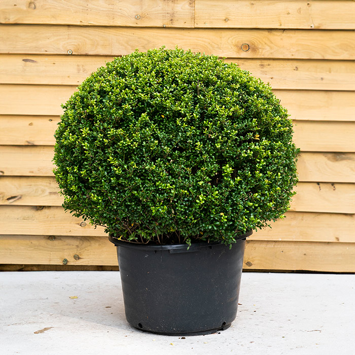 Ilex Crenata Luxus Ball