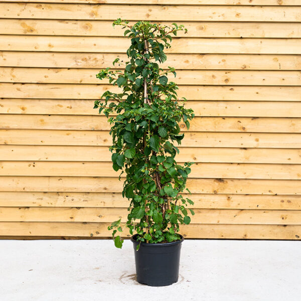 Japanese Hydrangea Climbing Vine