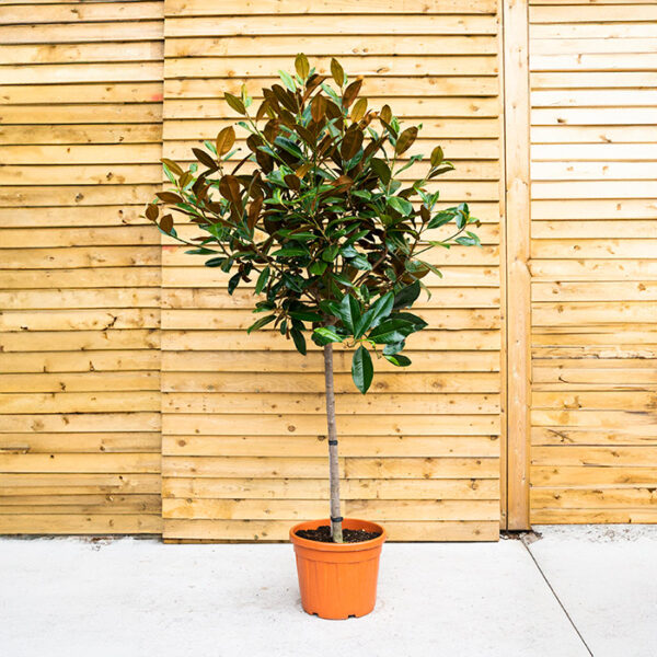 Magnolia Grandiflora