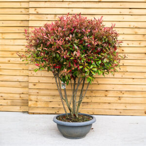 Photinia x fraseri ‘Red Robin’ (Multistem)