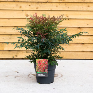 Nandina Domestica ‘Gulfstream’ – Heavenly Bamboo