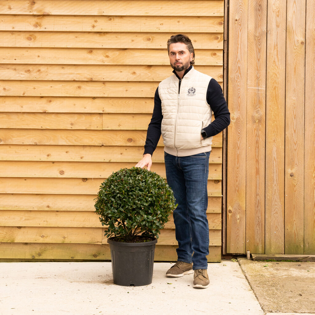 ORCHARD NURSERIESBlue maid hollyball60