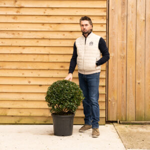 ORCHARD NURSERIESBlue maid hollyball60