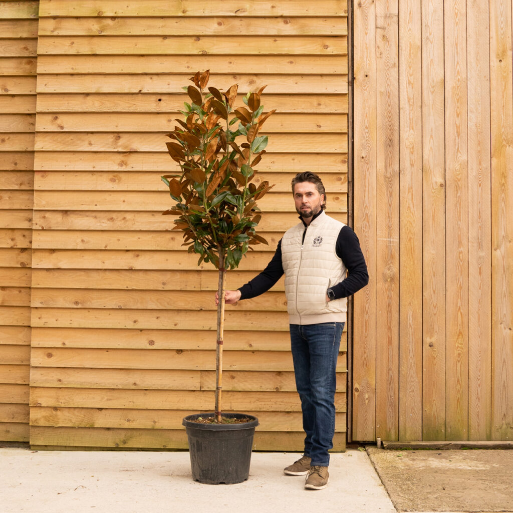 ORCHARD NURSERIESmagnolia grandiflora72