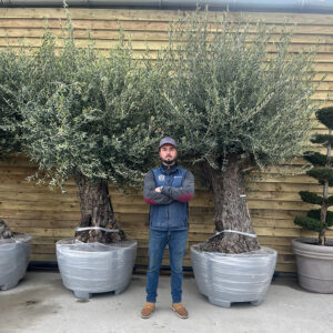 Olive Tree 130 Years Old