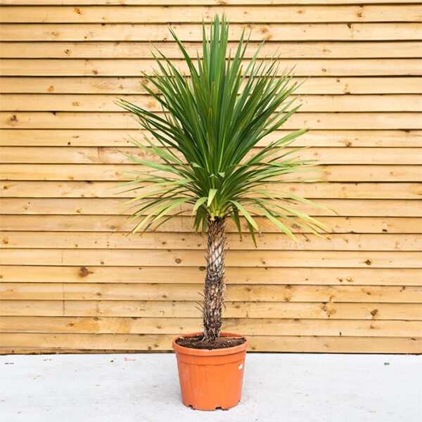 Palm Cordyline