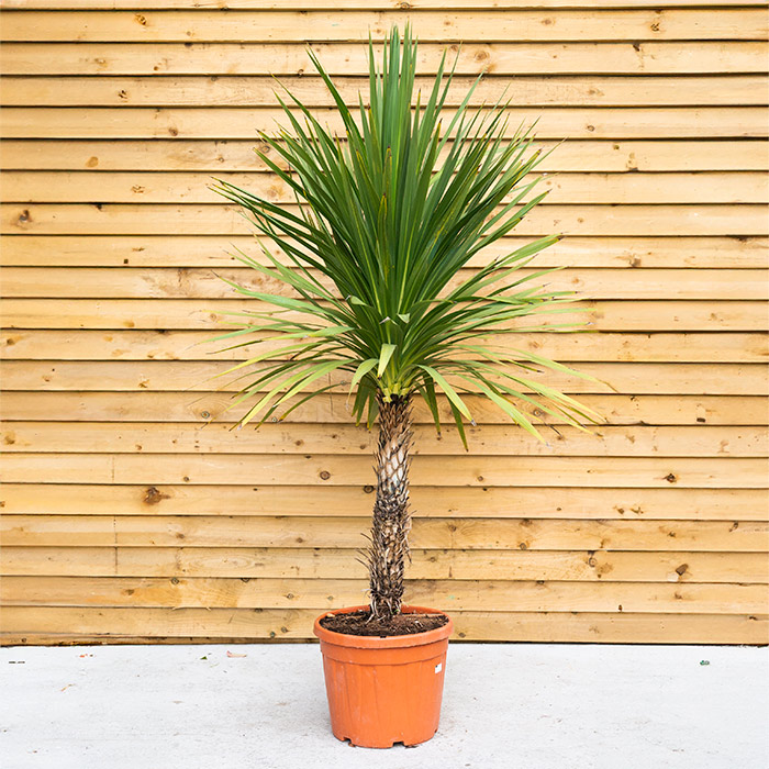 Palm Cordyline