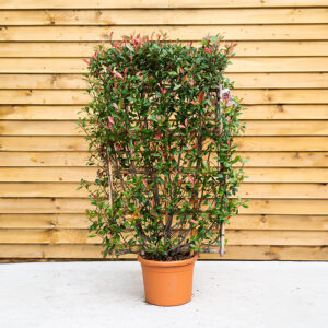 Photinia 'Red Robin' Climber