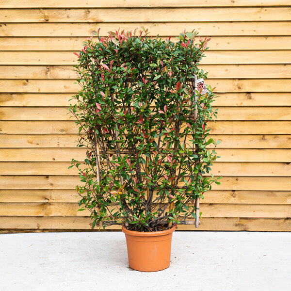 Photinia 'Red Robin' Climber