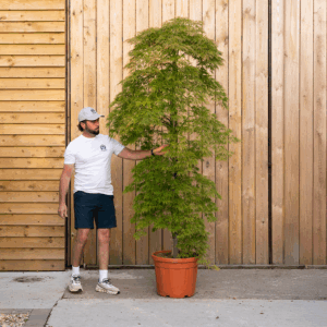Acer palmatum 'Dissectum' 69