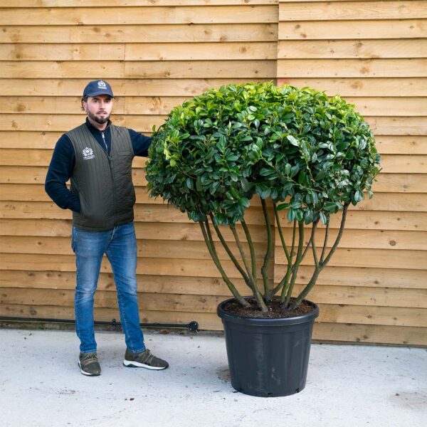 Multi-Stem Laurel