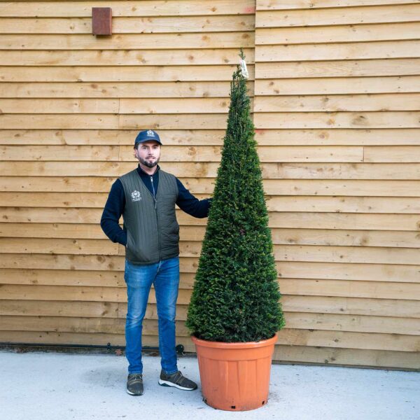 taxus yew cone