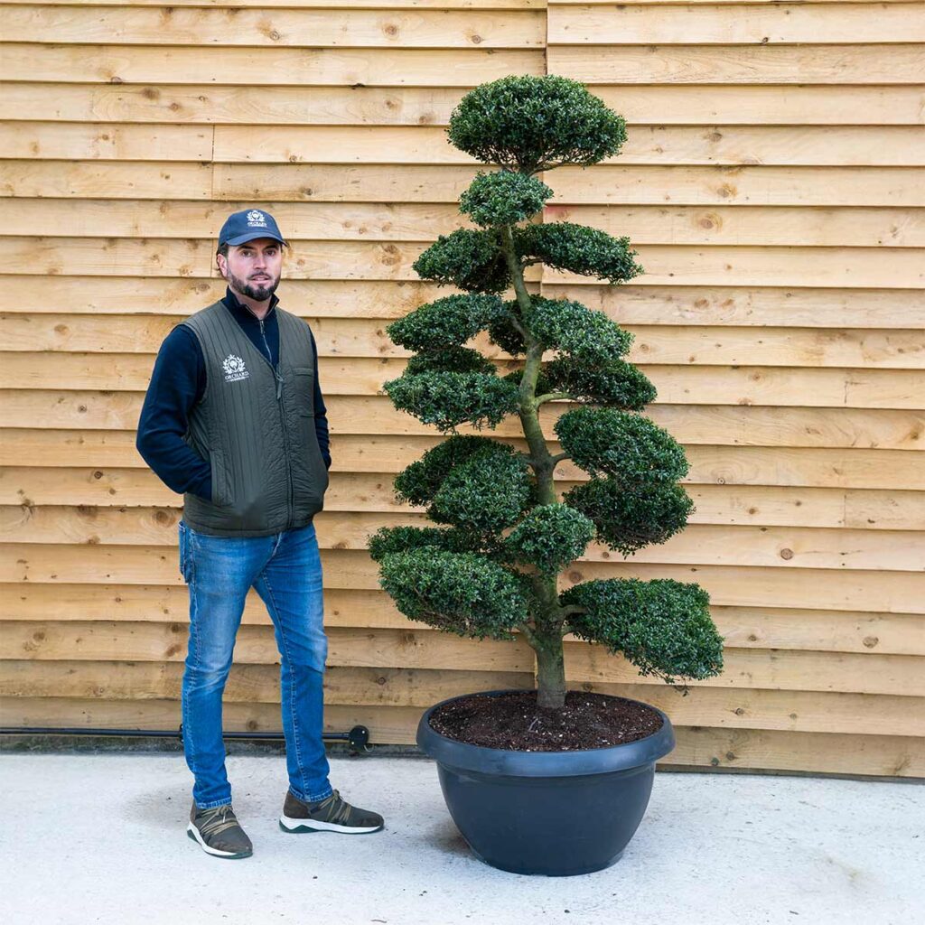 Ilex Crannata Japanese Cloud Tree