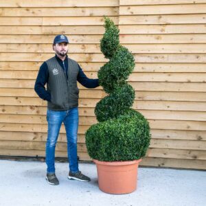 Buxus Spiral Topiary