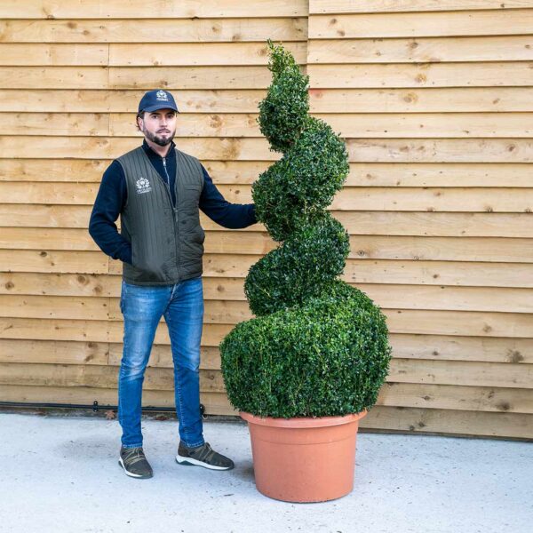 Buxus Spiral Topiary