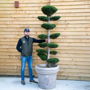 Taxus Baccata Cloud tree