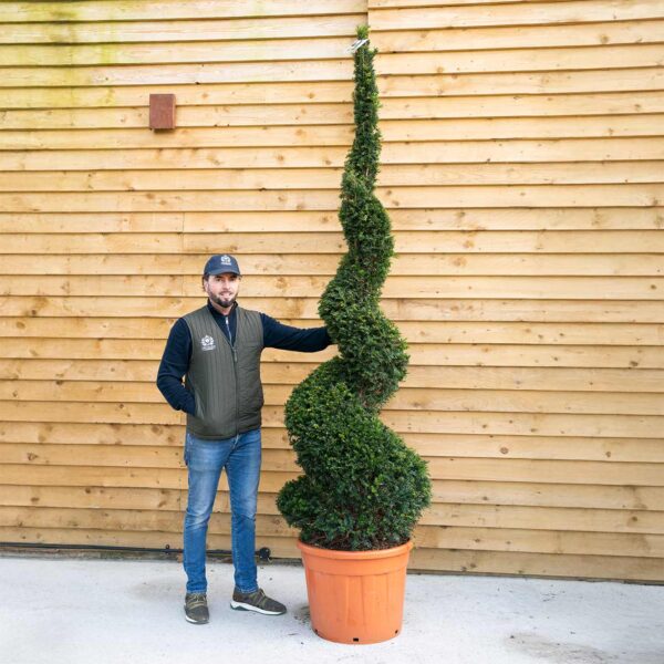 Taxus Yew Spiral