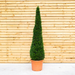 Taxus Yew Cone