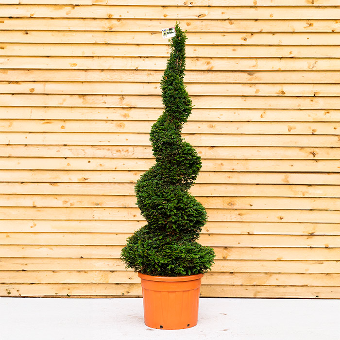 Taxus Yew Spiral