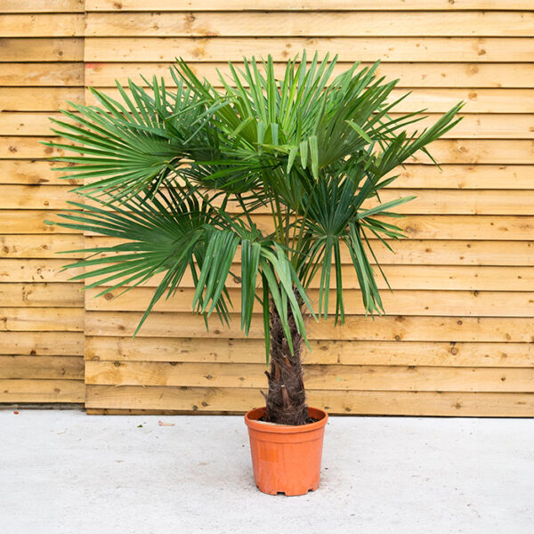 Trachicarpes Palm