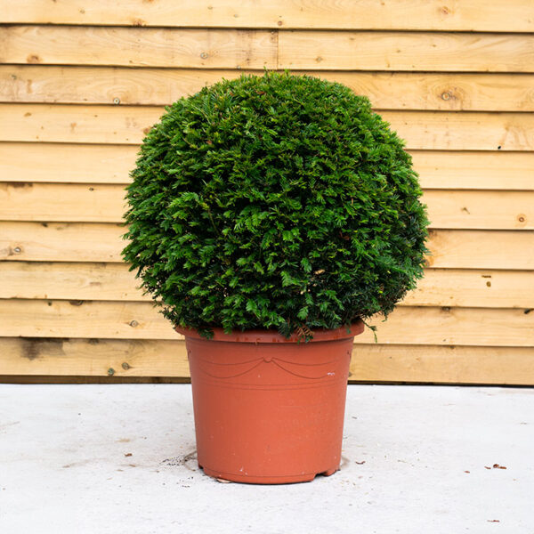 Taxus Baccata (Yew Ball)