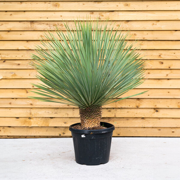 Yucca Rostrata