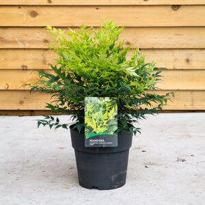 Nandina Domestica Magical Lemon Lime