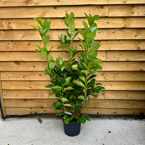 Cherry Laurel Hedging (Prunus laurocerasus 'Rotundifolia')