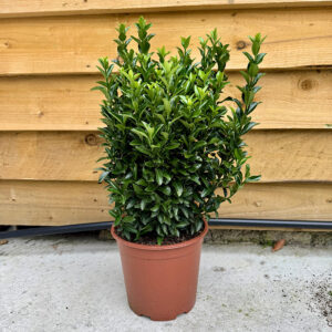 Euonymus Green Spire Hedging