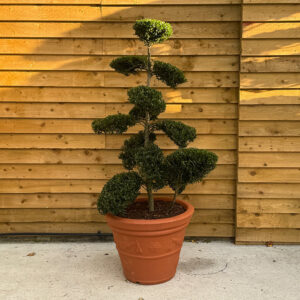 Ilex Crenata Bonsai Cloud