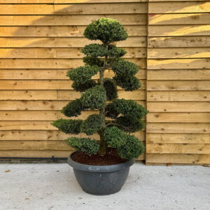 Ilex Crenata Bonsai Cloud