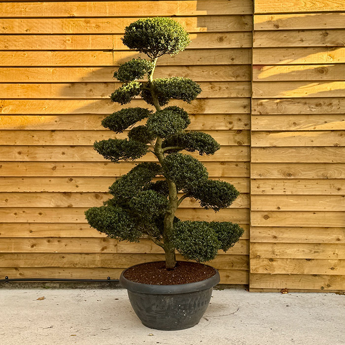 Ilex Crenata Bonsai Cloud