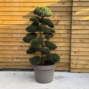 Ilex Crenata Bonsai Cloud