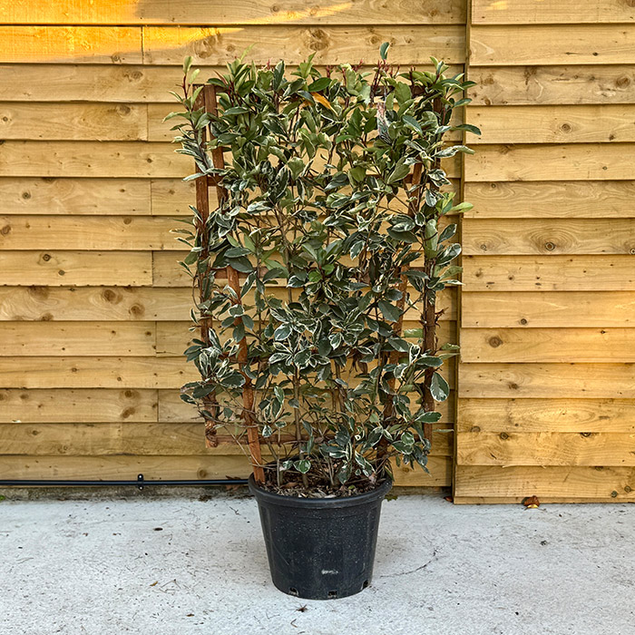 Photinia Fraseri 'Pink Marble' Cassini