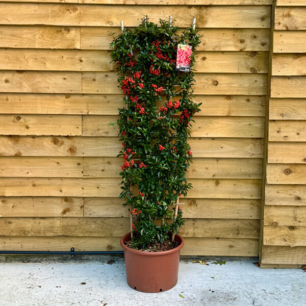 Pyracantha 'Red Berry'