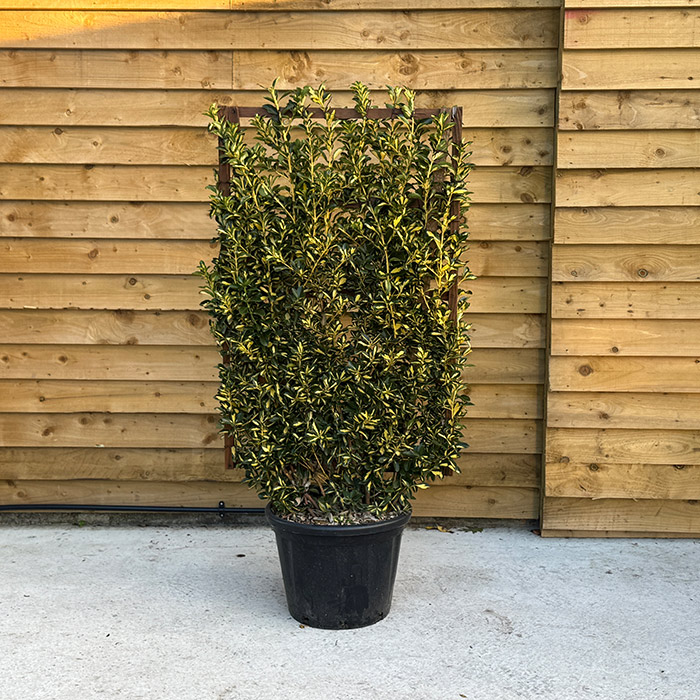 Euonymus Japonicus 'Bravo'