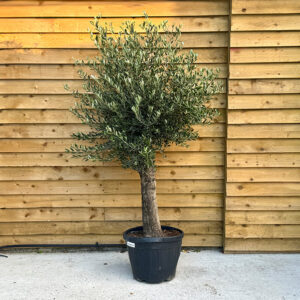 Olive tree 30 years old