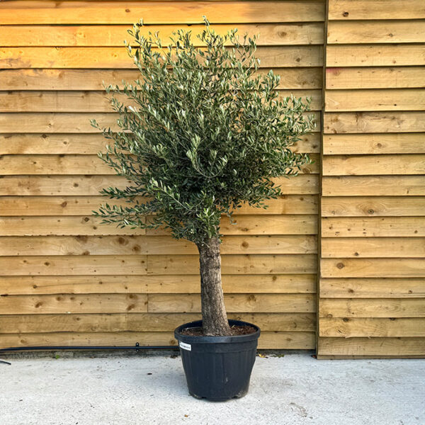 Olive tree 30 years old