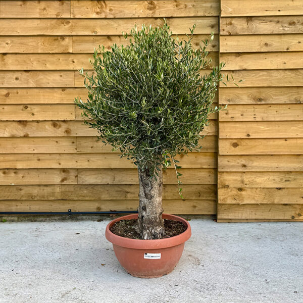 Olive Tree 30 Years Old