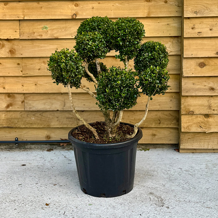 Buxus Cloud Pom-pom